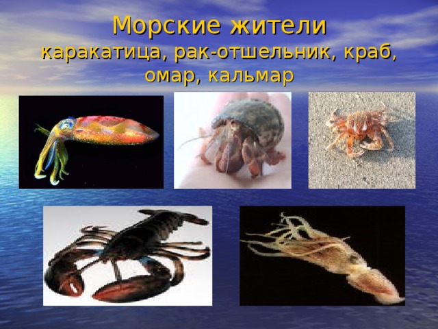 Морские жители  каракатица, рак-отшельник, краб, омар, кальмар