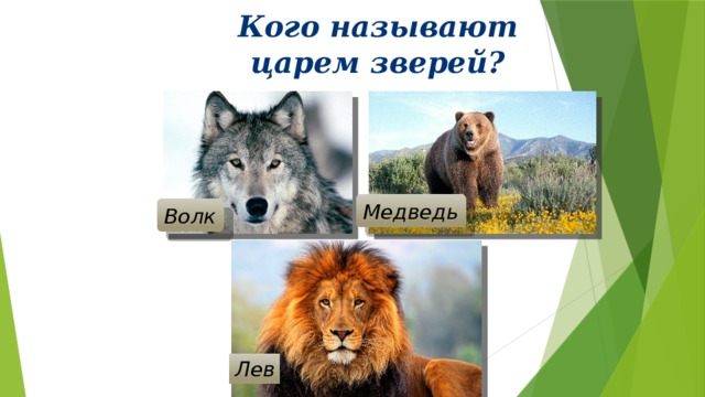 Кого называют царем зверей? Медведь Волк Лев