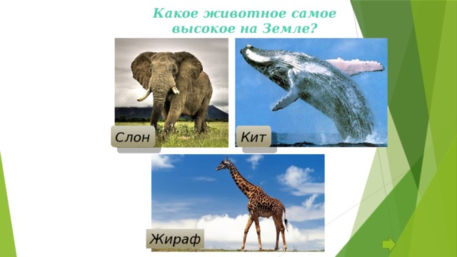 Какое животное самое высокое на Земле?   Слон Кит Жираф
