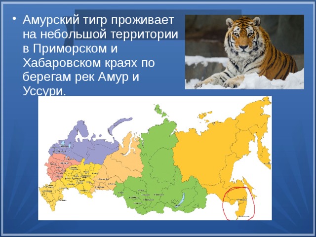 Амурский тигр проживает на небольшой территории в Приморском и Хабаровском краях по берегам рек Амур и Уссури.