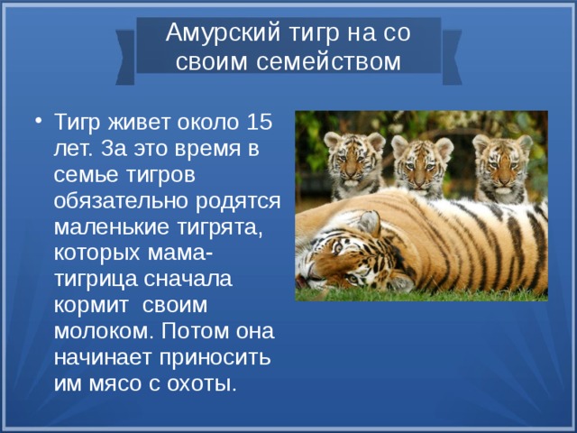 Амурский тигр на со своим семейством Тигр живет около 15 лет. За это время в семье тигров обязательно родятся маленькие тигрята, которых мама-тигрица сначала кормит своим молоком. Потом она начинает приносить им мясо с охоты. Тигр живет около 15 лет. За это время в семье тигров обязательно родятся маленькие тигрята, которых мама-тигрица сначала кормит своим молоком. Потом она начинает приносить им мясо с охоты.