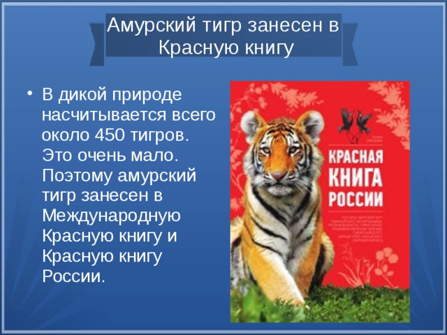 Амурский тигр занесен в Красную книгу В дикой природе насчитывается всего около 450 тигров. Это очень мало. Поэтому амурский тигр занесен в Международную Красную книгу и Красную книгу России. В дикой природе насчитывается всего около 450 тигров. Это очень мало. Поэтому амурский тигр занесен в Международную Красную книгу и Красную книгу России.