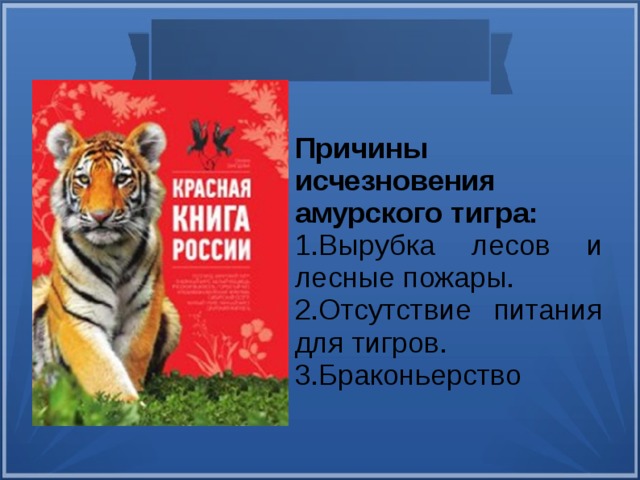 Причины исчезновения амурского тигра: Вырубка лесов и лесные пожары. Отсутствие питания для тигров. Браконьерство Причины исчезновения амурского тигра: Постоянная вырубка лесов и частые лесные пожары. Из-за того, что леса становятся меньше, в них становится меньше и других животных, которыми питаются тигры. Несмотря на то, что охрана этих хищников запрещена законом, все равно находятся браконьеры, которые охотятся на тигров.