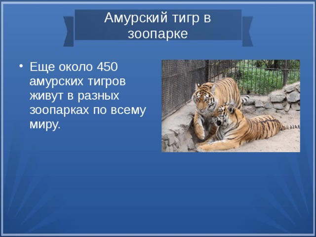 Амурский тигр в зоопарке Еще около 450 амурских тигров живут в разных зоопарках по всему миру. Еще около 450 амурских тигров живут в разных зоопарках по всему миру.