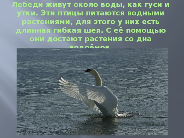 Лебеди живут около воды, как гуси и утки. Эти птицы питаются водными растениями, для этого у них есть длинная гибкая шея. С её помощью они достают растения со дна водоёмов.