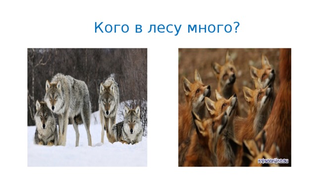 Кого в лесу много?