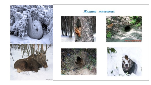 Жилища животных картинки. Жилища диких животных. Жилища диких животных для детей. Жилище диких животных зимой. Жилища животных зимой для детей.