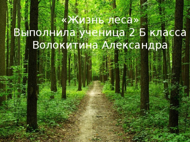 «Жизнь леса» Выполнила ученица 2 Б класса Волокитина Александра