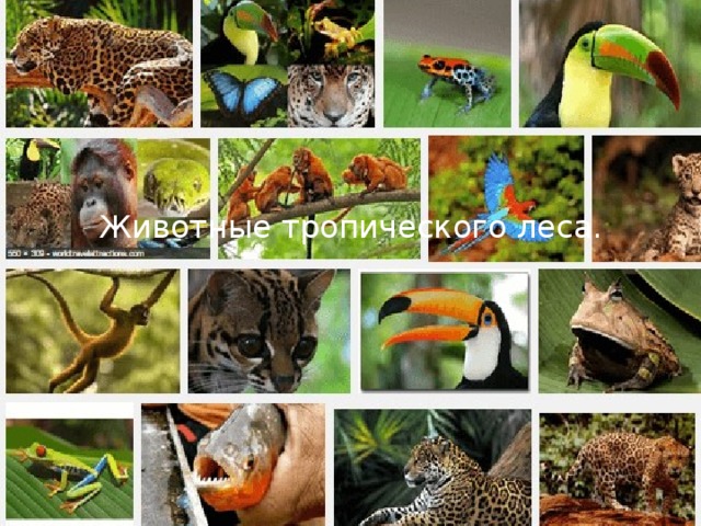 Животные тропического леса.