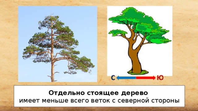 Отдельно стоящее дерево  имеет меньше всего веток с северной стороны