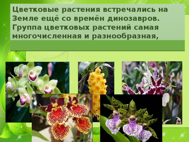 Цветковые растения встречались на Земле ещё со времён динозавров. Группа цветковых растений самая многочисленная и разнообразная, почти 250 тысяч видов.