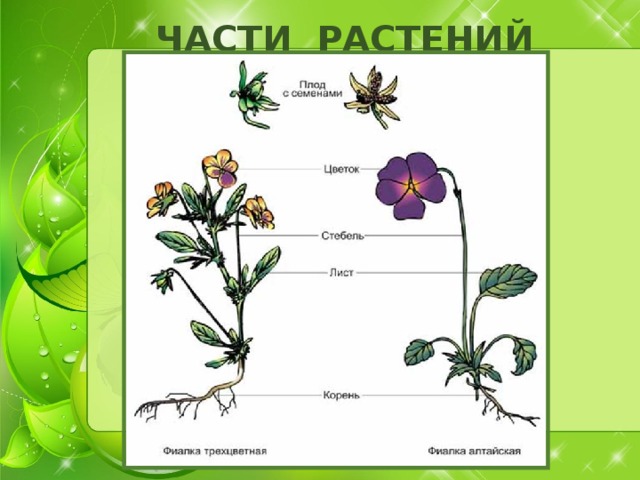 ЧАСТИ РАСТЕНИЙ