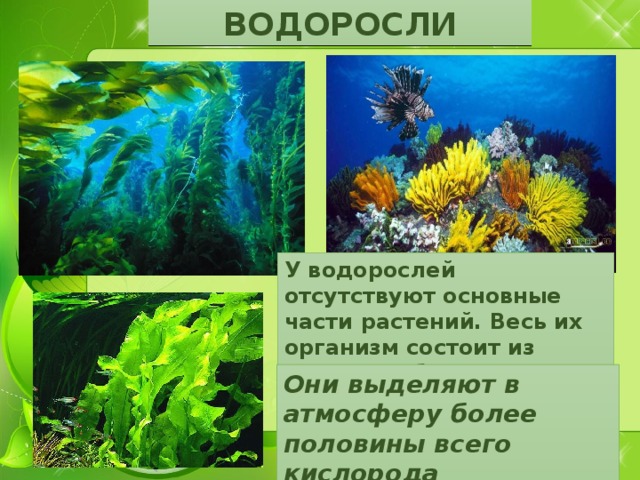 ВОДОРОСЛИ У водорослей отсутствуют основные части растений. Весь их организм состоит из клеток, собранных в слоевище. Они выделяют в атмосферу более половины всего кислорода