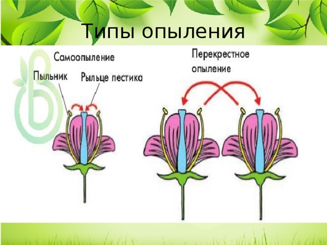 6 на рисунке показан процесс опыления цветковых растений определите тип опыления