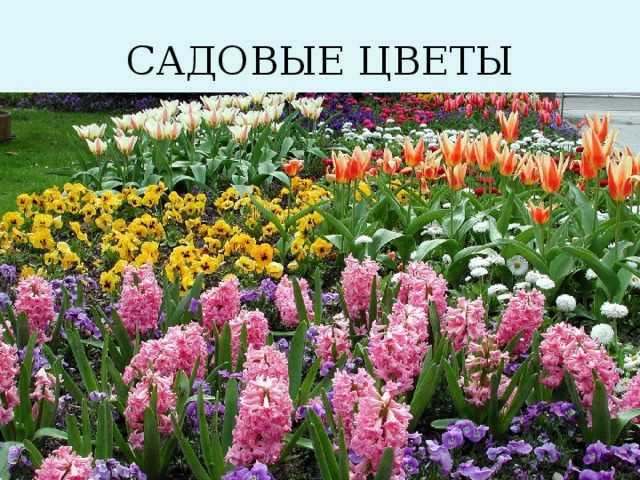 САДОВЫЕ ЦВЕТЫ