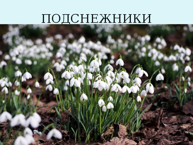 ПОДСНЕЖНИКИ