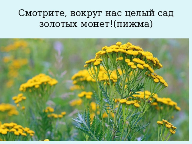 Смотрите, вокруг нас целый сад золотых монет!(пижма)