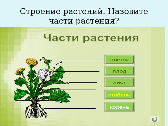 Строение растений. Назовите части растения?