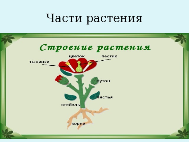 Части растения