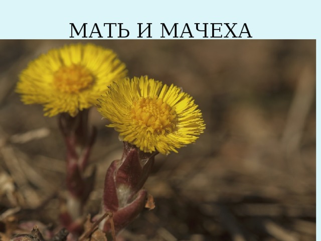 МАТЬ И МАЧЕХА