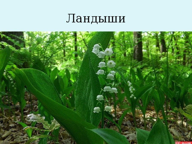 Ландыши