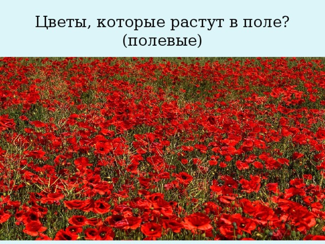 Цветы, которые растут в поле?(полевые)