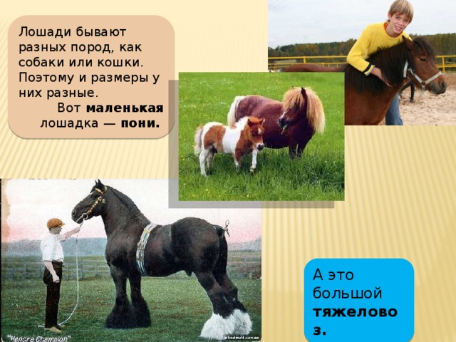Лошади бывают разных пород, как собаки или кошки. Поэтому и размеры у них разные. Вот маленькая лошадка — пони. А это большой тяжеловоз.