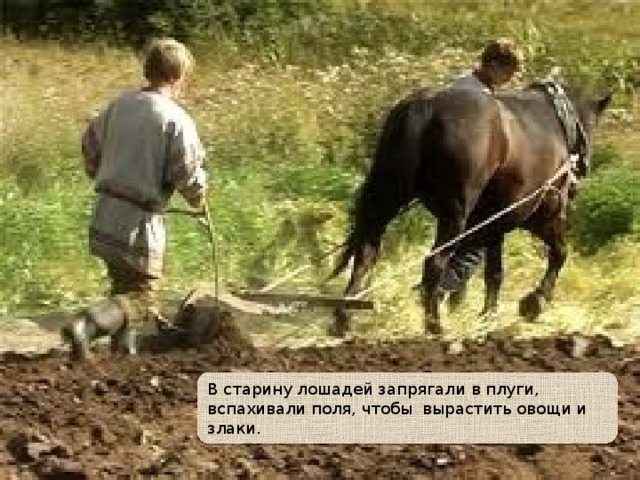 В старину лошадей запрягали в плуги, вспахивали поля, чтобы вырастить овощи и злаки.