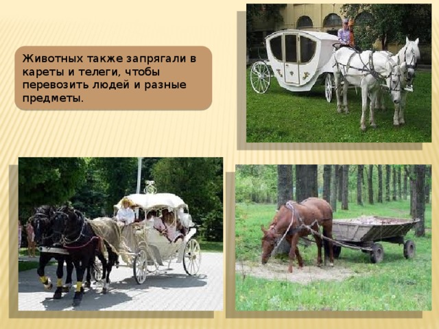 Животных также запрягали в кареты и телеги, чтобы перевозить людей и разные предметы.