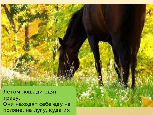 Летом лошади едят траву. Они находят себе еду на поляне, на лугу, куда их выпускают пастись.