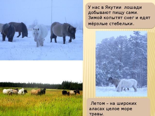 У нас в Якутии лошади добывают пищу сами. Зимой копытят снег и едят мёрзлые стебельки .  Летом – на широких аласах целое море травы.