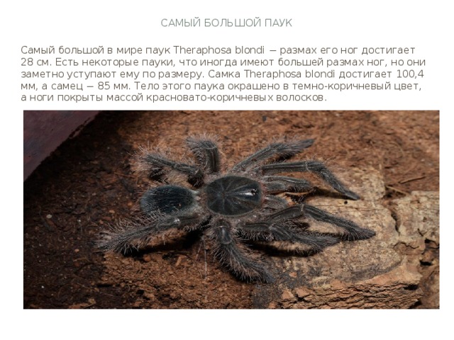 Самый большой паук Самый большой в мире паук Theraphosa blondi − размах его ног достигает 28 см. Есть некоторые пауки, что иногда имеют большей размах ног, но они заметно уступают ему по размеру. Самка Theraphosa blondi достигает 100,4 мм, а самец − 85 мм. Тело этого паука окрашено в темно-коричневый цвет, а ноги покрыты массой красновато-коричневых волосков.