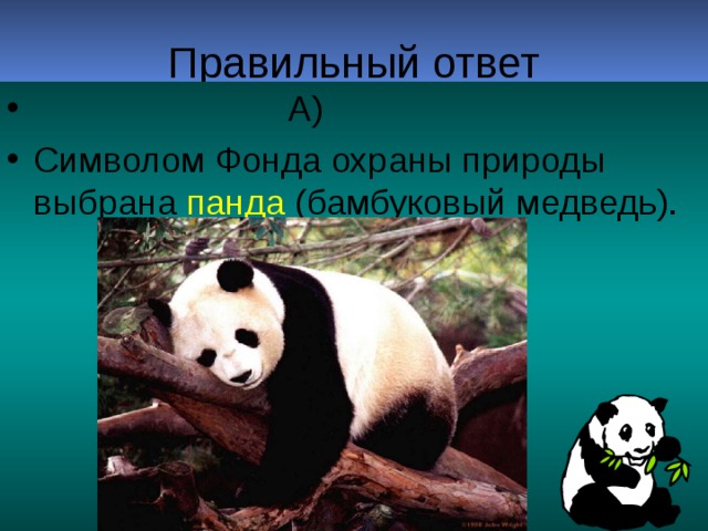 А) Символом Фонда охраны природы выбрана панда (бамбуковый медведь).