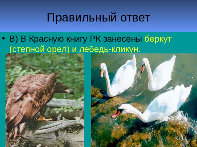 беркут (степной орел) и лебедь-кликун.