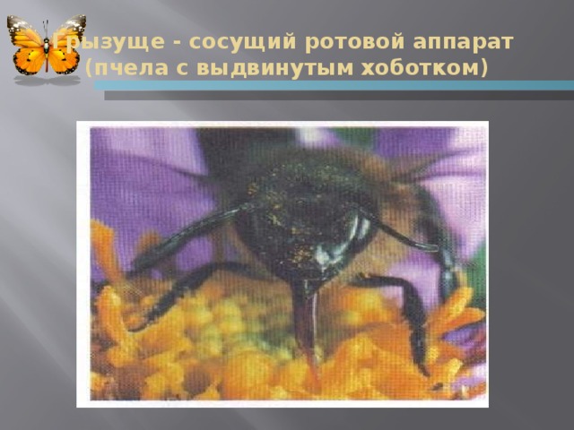 Грызуще - сосущий ротовой аппарат  (пчела с выдвинутым хоботком)