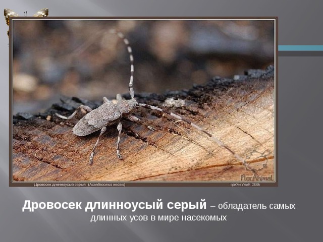 Дровосек длинноусый серый  – обладатель самых длинных усов в мире насекомых