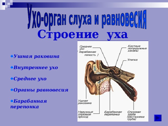 Строение уха Ушная раковина  Внутреннее ухо  Среднее ухо  Органы равновесия  Барабанная перепонка