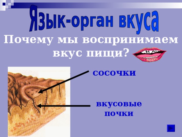 Почему мы воспринимаем вкус пищи? сосочки вкусовые почки