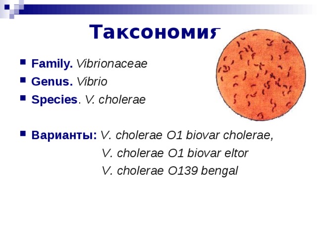 Таксономия  Family.  Vibrionaceae  Genus.  Vibrio  Species . V. cholerae  Варианты:  V . cholerae О1 biovar cholerae,    V . cholerae О1 biovar eltor  V . cholerae О139 bengal