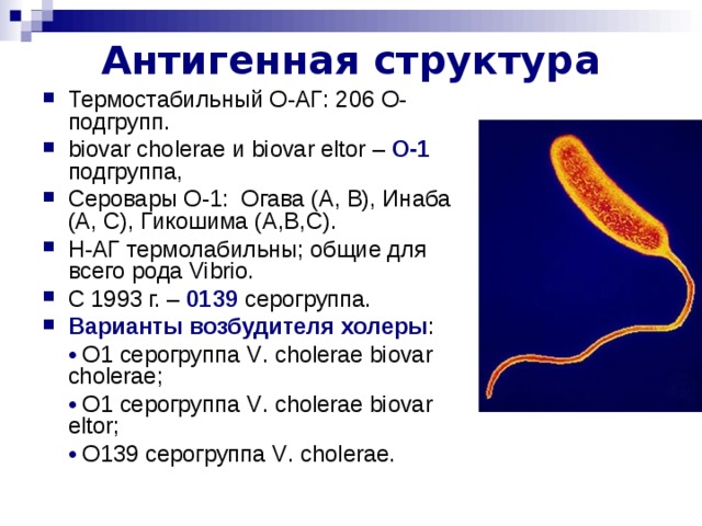 Антигенная структура Термостабильный О-АГ: 206 О-подгрупп. biovar cholerae и biovar eltor – О-1 подгруппа, Серовары О-1: Огава (А, В), Инаба (А, С), Гикошима ( A , B , C ). Н-АГ термолабильны; общие для всего рода Vibrio . С 1993 г. – 0139 серогруппа. Варианты возбудителя холеры : •  О1 серогруппа V . cholerae biovar cholerae ; •  О1 серогруппа V . cholerae biovar eltor ; •  О139 серогруппа V . cholerae .
