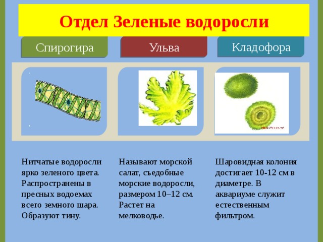 Спирогира какая группа растений