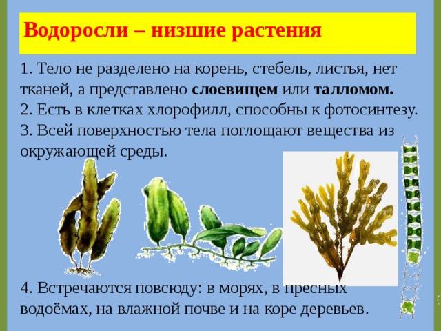 Водоросли являются низшими. У низших растений водорослей тело. Тело водорослей представлено слоевищем. Тело водорослей разделено на органы. Растение ламинария представлено стеблем и листьями?.