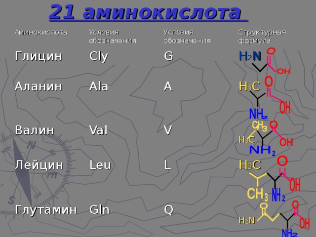 21 аминокислота  Аминокислота Глицин Условия обозначения Аланин Условия обозначения Cly Валин G Ala Структурная формула Лейцин A Val H 2 N  Глутамин Н 3 С Leu V L Н 3 С Gln Q H 3 C Н 2 N