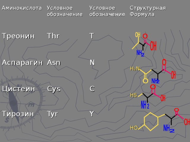 Аминокислота Треонин Условное обозначение Аспарагин Thr Условное обозначение Asn T Структурная Формула Цистеин Cys N Тирозин Tyr C Н 2 N Н S Y НО