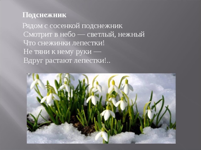 Подснежник  Рядом с сосенкой подснежник  Смотрит в небо — светлый, нежный  Что снежинки лепестки!  Не тяни к нему руки —  Вдруг растают лепестки!..