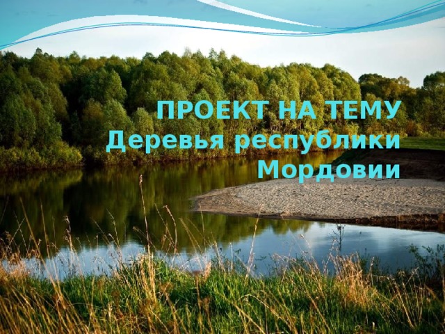 ПРОЕКТ НА ТЕМУ  Деревья республики Мордовии