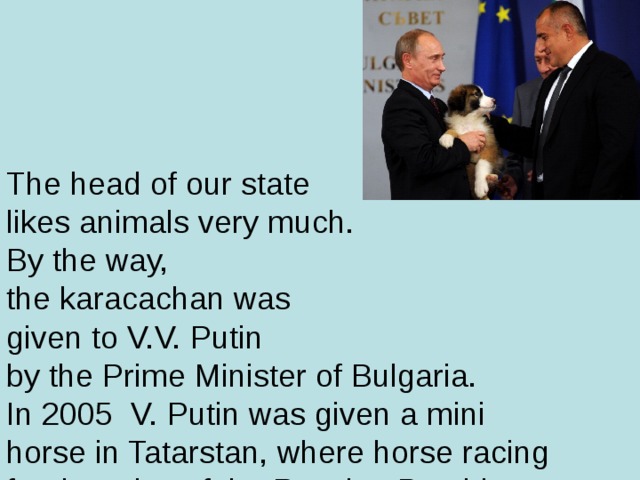 The head of our state  likes animals very much.  By the way,  the karacachan was  given to V.V. Putin  by the Prime Minister of Bulgaria.  In 2005 V. Putin was given a mini horse in Tatarstan, where horse racing for the prize of the Russian President was held.