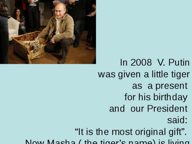In 2008 V. Putin  was given a little tiger  as a present  for his birthday  and our President  said:  “It is the most original gift”.  Now Masha ( the tiger’s name) is living in one of the most popular zoos in Gelenzhik (in the Crimea)