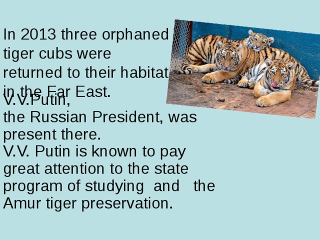 In 2013 three orphaned  tiger cubs were  returned to their habitat  in the Far East. V.V.Putin,  the Russian President, was present there.  V.V. Putin is known to pay great attention to the state program of studying and the Amur tiger preservation.