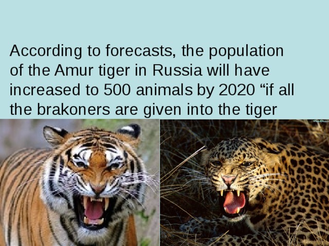 According to forecasts, the population of the Amur tiger in Russia will have increased to 500 animals by 2020 “if all the brakoners are given into the tiger and leopard chaps ”- in appliance with Putin’s words.